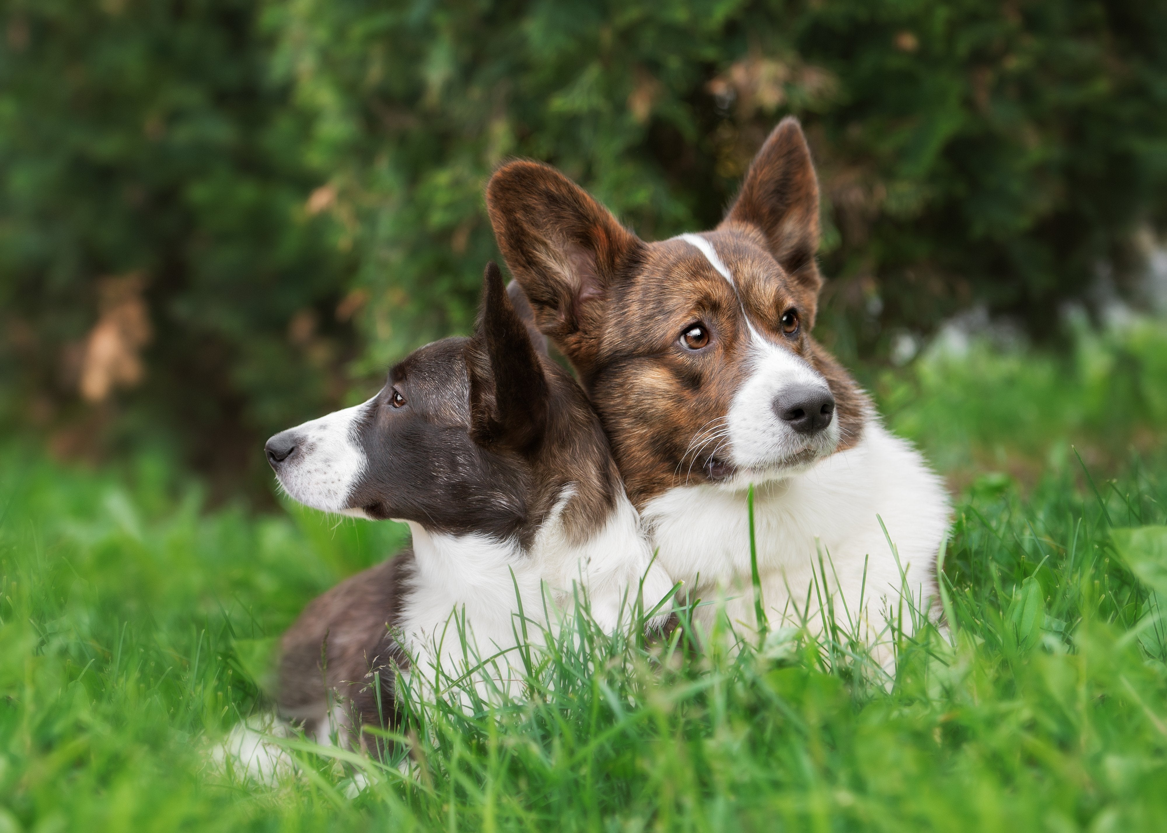 ウェルシュ・コーギー・カーディガン – VEQTAオンラインストア