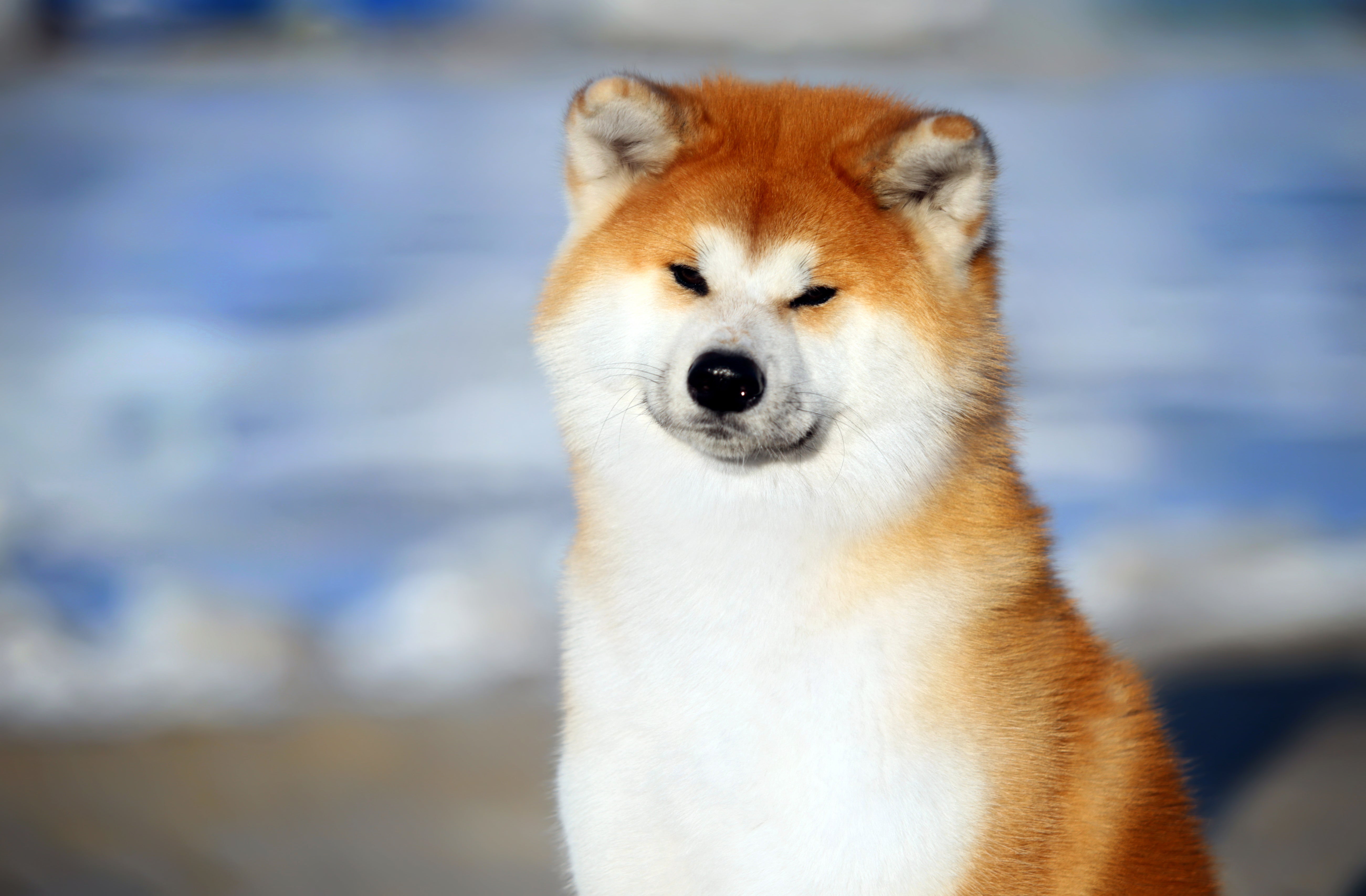 秋田犬★さん専用 秋田犬 – VEQTAオンラインストア