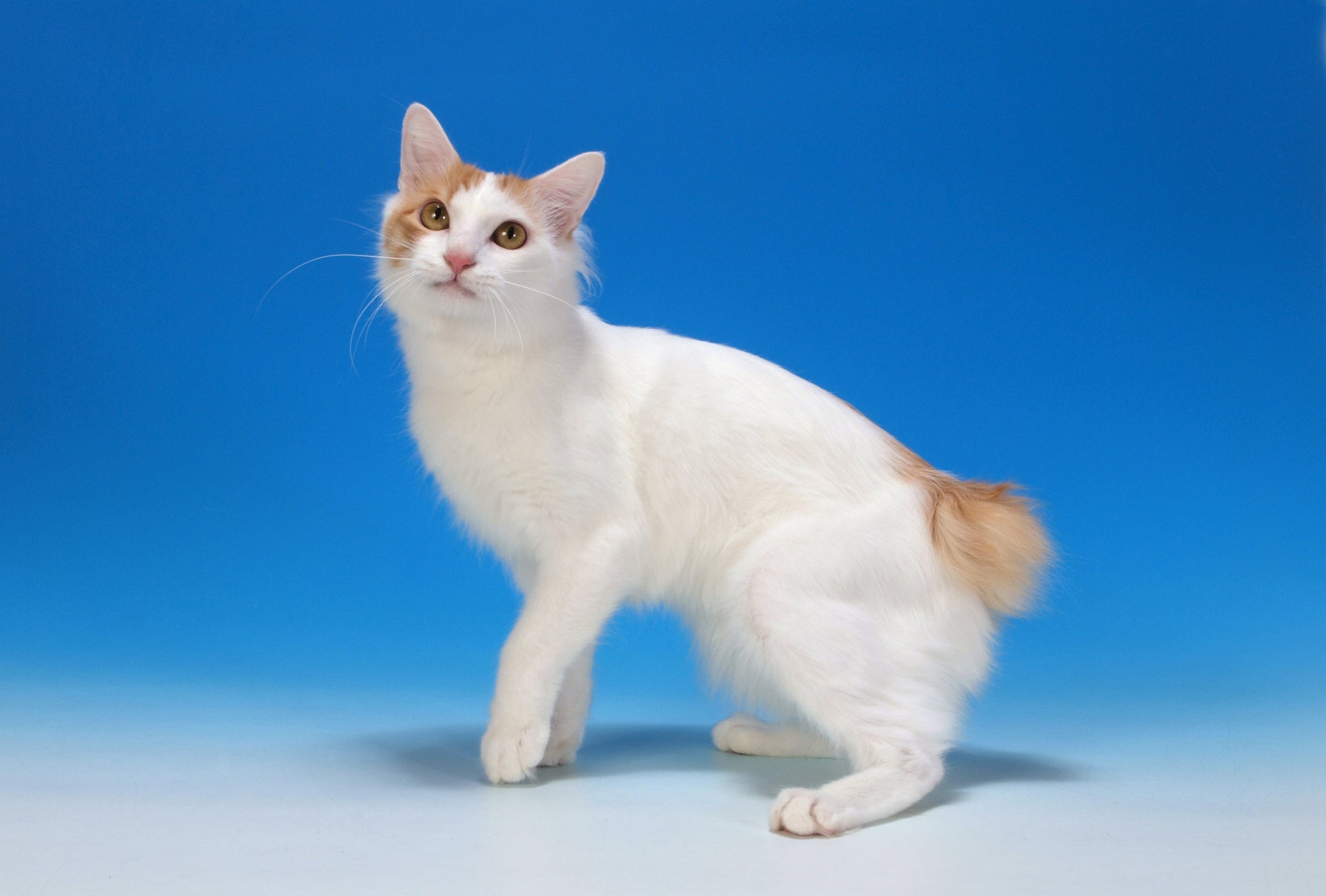 12_pixta_6284564_L_2048x.jpg?v