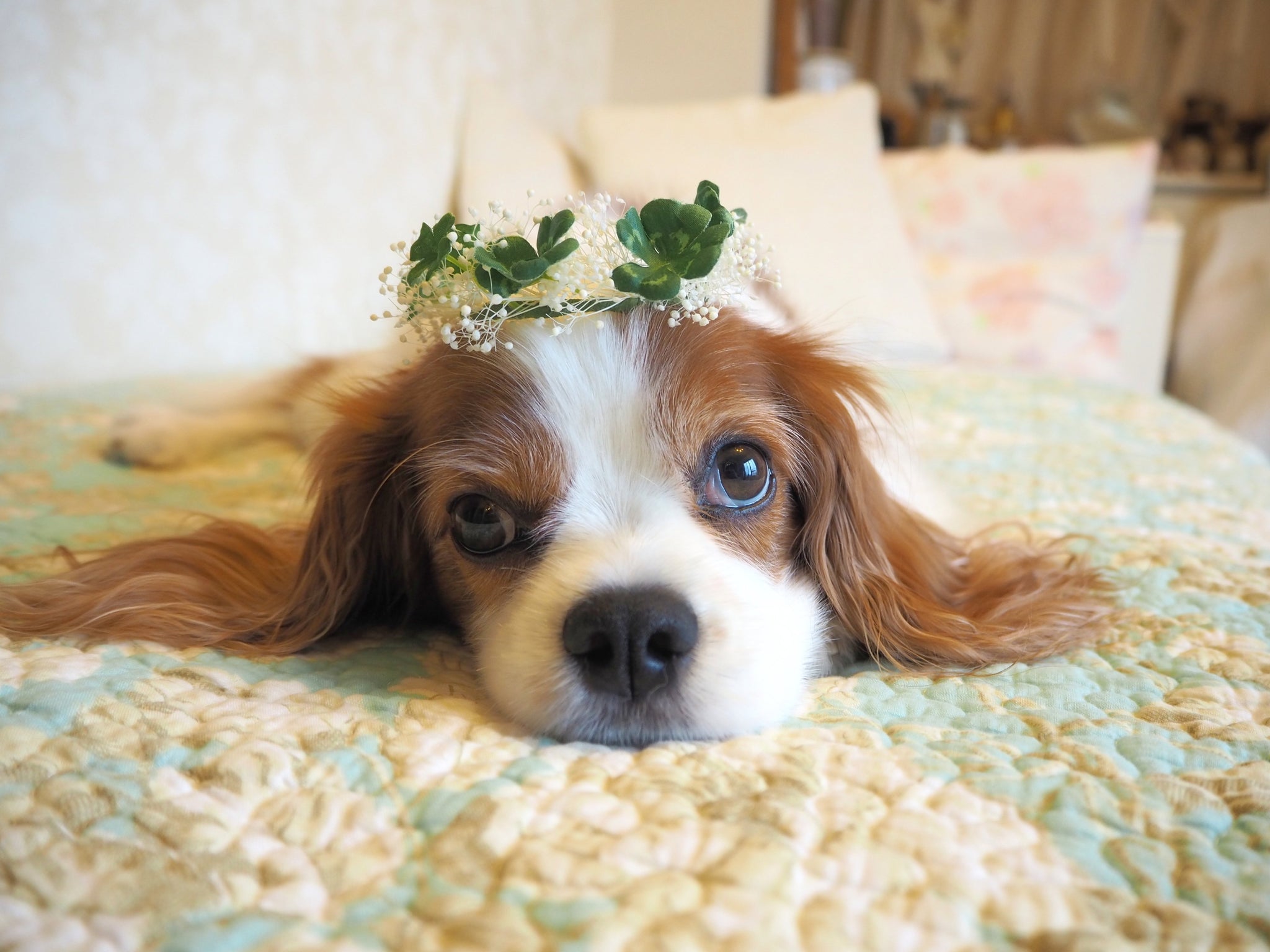 キャバリア・キング・チャールズ・スパニエル – VEQTAオンライン
