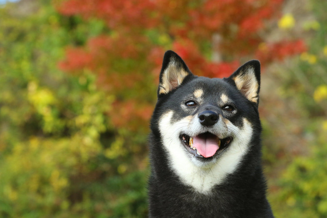 柴犬